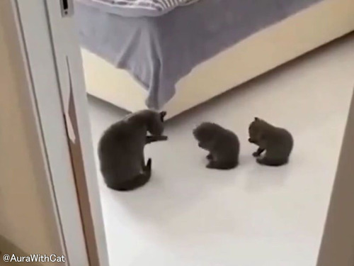 「こうするの？」子猫2匹がグルーミングをママ猫から教えてもらう