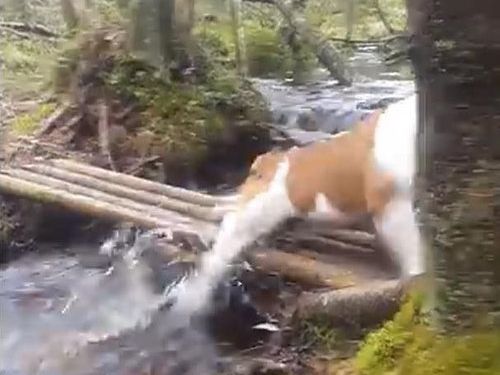 「ブルドッグ、がんばって橋を渡る」04