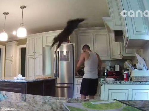 猫がいると起こること03