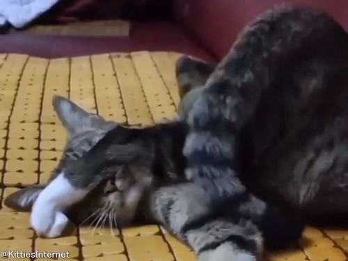 こんな使い方があったんだ…熟睡した猫が「しっぽ」で防御する
