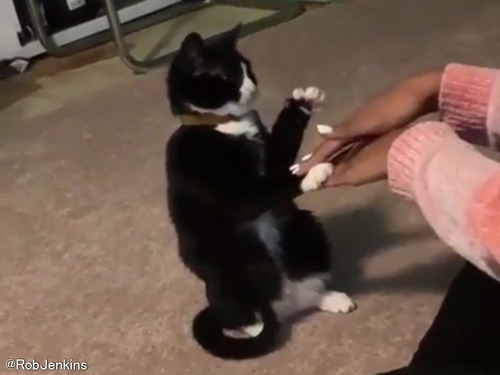 「しかたないニャあ…」この世には手遊びに付き合ってくれる猫がいる