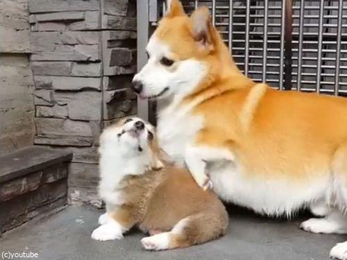 子犬に座り方を教えるコーギーの親03