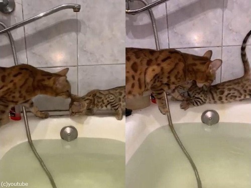 �Х����֤α��ǻ�ǭ���ֽ����ơ���02