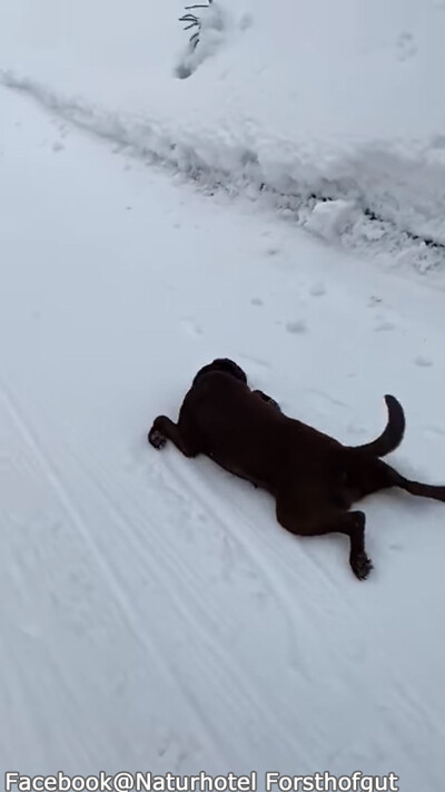 犬「そりは必要ないワン!」03