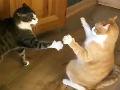 ��Υѥ��ȯ������ǭ02