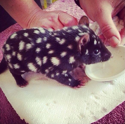 16ưʪ���֤���󤿤���Baby eastern quoll