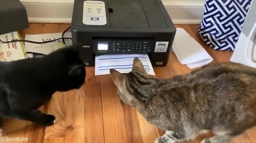 プリンターに興味津々な猫がかわいい04