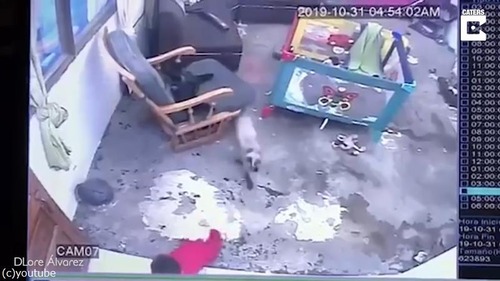 シャム猫が人間の赤ちゃんを必死に守る02