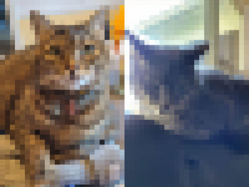うちの対称的な2匹の猫00