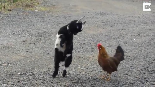 �İ����Хȥ롡�˥�ȥ�VS�䥮03