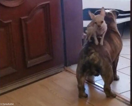 �����֥�ɥå��ξ�˾��04