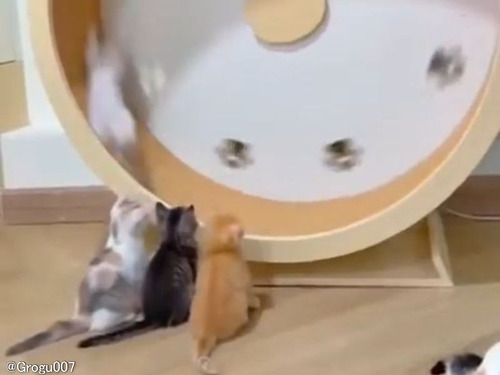 「それでも挑戦する小さな子猫たち…」回し車のスピードが激しいとき