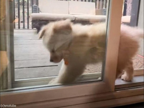 子犬が窓のすき間に入って…すごい顔になる（動画）