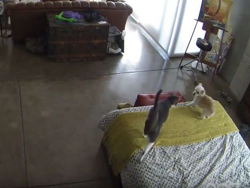 犬ににらみを利かす猫03