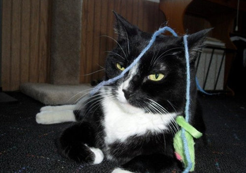 もう子猫じゃない08