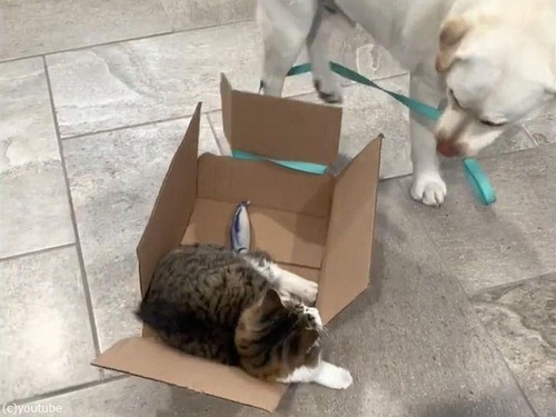 Ȣ�����ǭ��������븤01