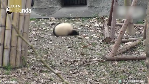 �����������դ���줿�ѥ���Ϥ����ʤ�06