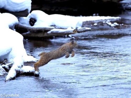 �ܥ֥���åȤΥ�����02