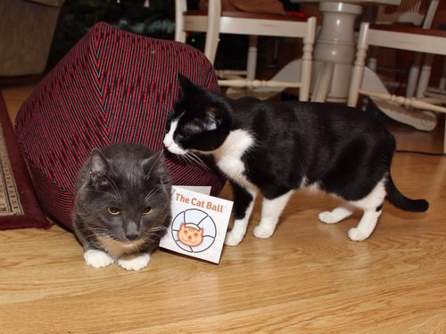 ダイエット猫05