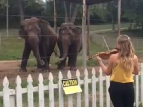 バイオリンを聴くと指揮者になりきろうとうすするゾウ2頭01