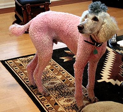 カラフルに染められた犬11
