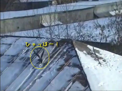 スノボーカラス