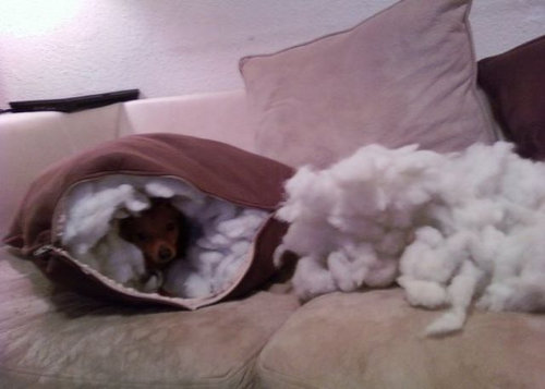 ペットのいたずら12