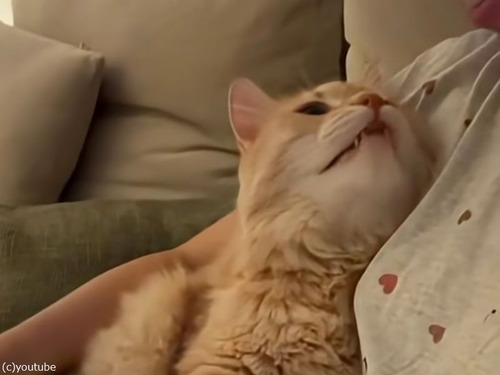 「ニャン♪」とても返事がいい猫が…昼寝の回数を答える