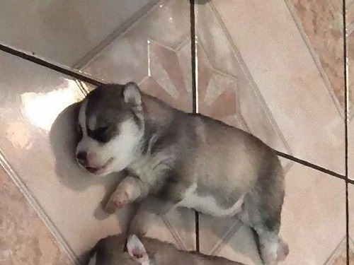 犬の日特集04