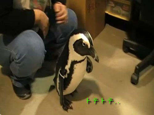 新聞を取ってくるペンギン