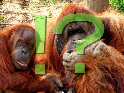 オランウータン00