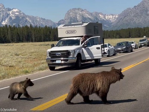 左右を見て道路を渡るクマ