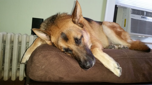 妻の帰りが遅かった時の犬03