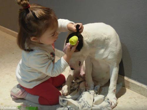 お医者さんごっこに付き合うブルテリア03