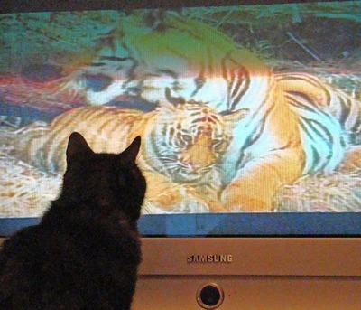 猫の番組を見つめる猫11
