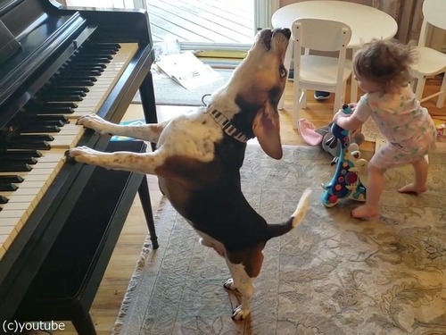 ピアノ弾き語りをする犬と踊る女児00