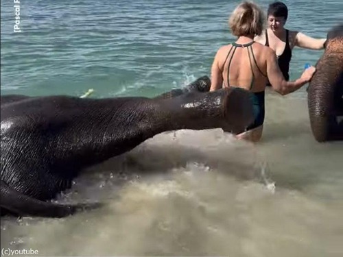 泳ぎが得意な赤ちゃんゾウたちの…豪快な海水浴（動画）