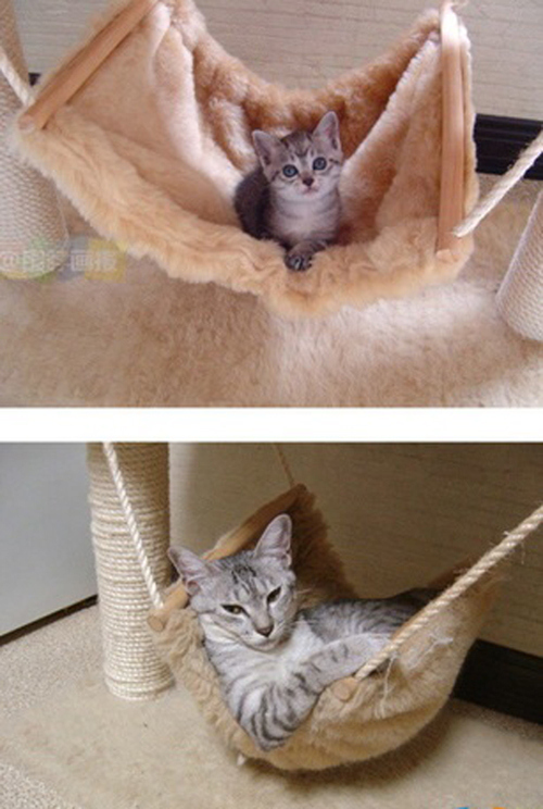子猫たちがこんなに大きくなった 成長前と後を比べた写真15枚 らばq