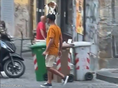 「猫に支配された人間」がイタリアの街中で目撃される