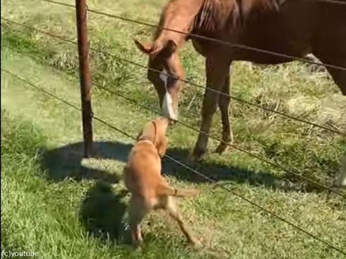 子馬と犬の出会い