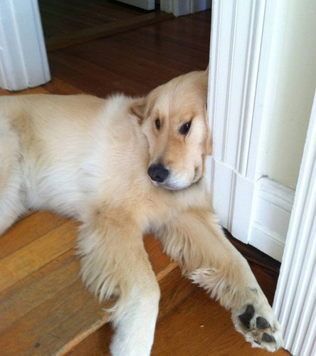 さんざん遊んだ後の犬たち06