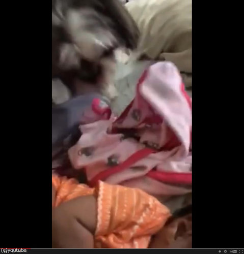 赤ちゃんにブランケットを掛けてあげる犬01