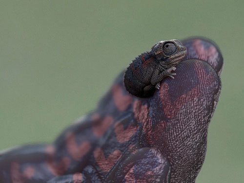 赤ちゃんカメレオン02