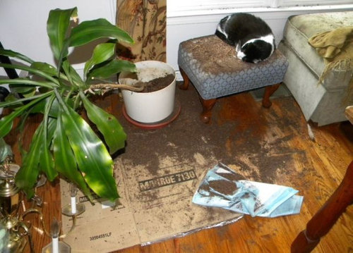 ペットのいたずら19