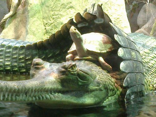 動物園で幸運な写真が撮れた02