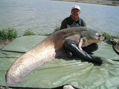 とんでもない魚09