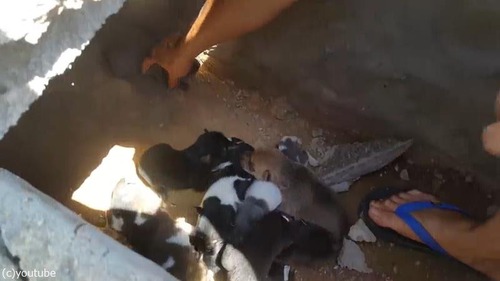 ˸ƤФƿϩ˹ԤäƤߤ04