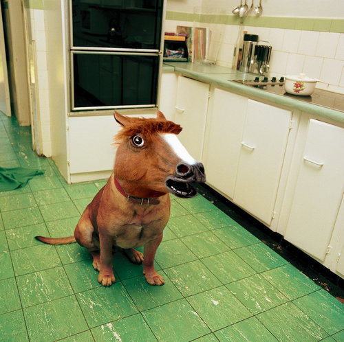 犬に猫マスク08