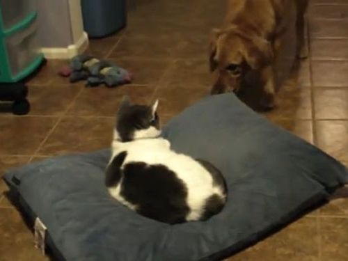 犬と猫のクッション争い01