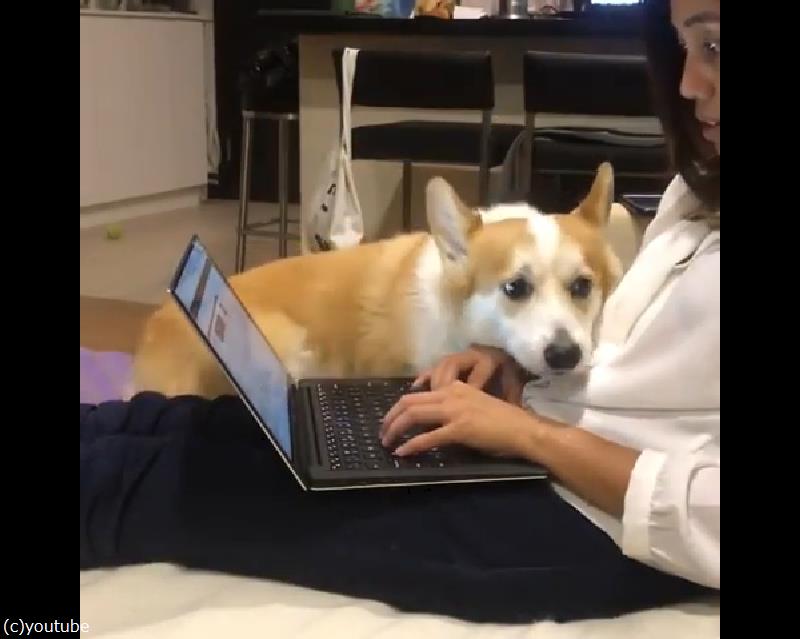 犬 かまって 仕事ができなくなるアピール 動画 らばq 犬 かまって 仕事ができなくなるアピール 動画 らばq